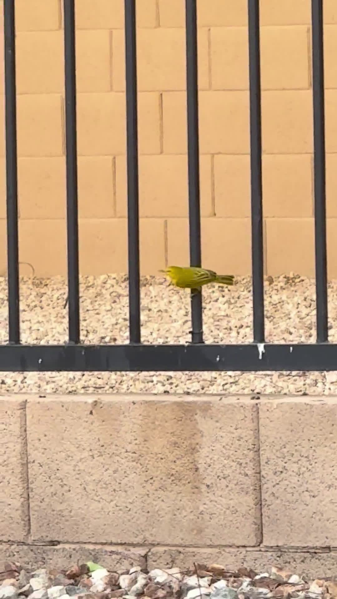 cover for Have you ever spotted big yellow birds? Or just tiny finches? 🐦 #BirdWatching #YellowBirds #Nature