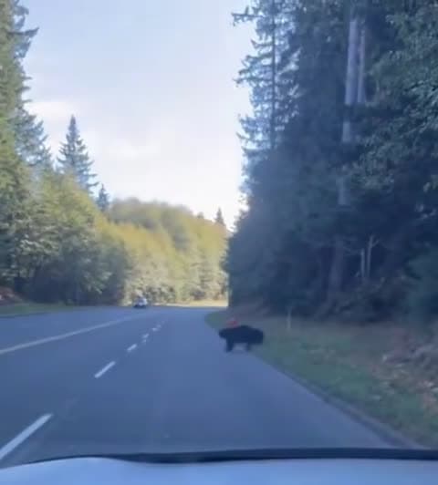 cover for Watch this adorable bear cub get distracted by a balloon and make mom turn back! 🐻🎈 #CuteAnimals #BearCub #FunnyMoments