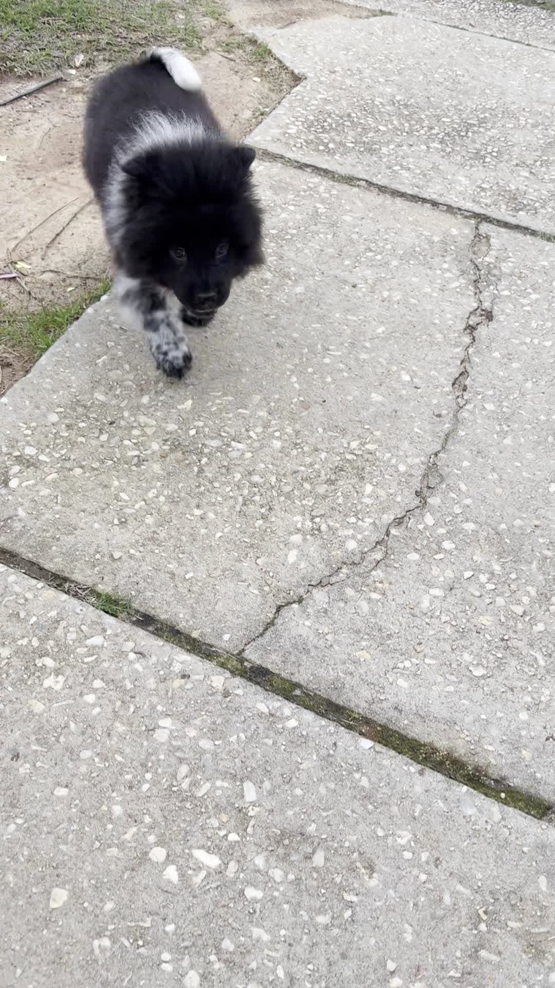 cover for Just a fuzz ball ❤️🐾puppylove cuteanimals chowchow