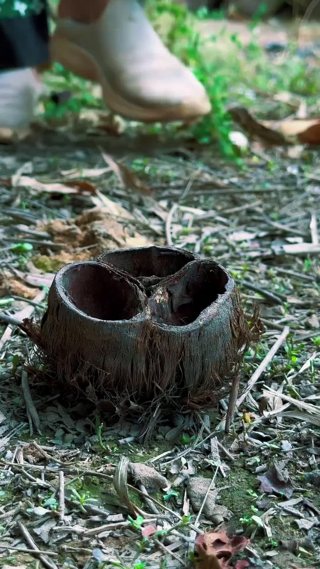 cover for SOLO live in the forest survival bushcraft outdoors camping lifehacks forest