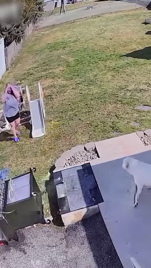 cover for Caught on camera: Dogs being mischievous! 😂🐾 #FunnyDogs #DogFails #PetMischief