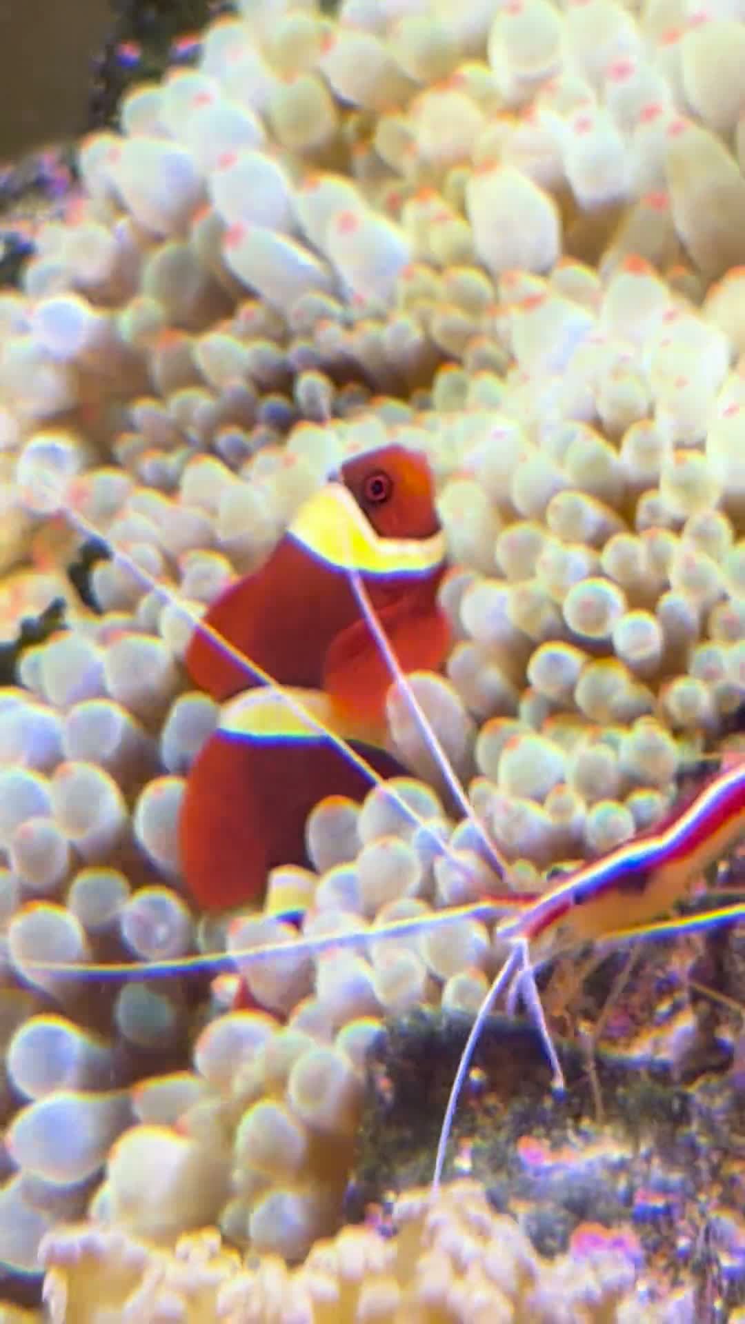 cover for My clownfish is struggling to eat and breathing heavily 🐠😟 #ClownfishCare #FishHealth #AquariumProblems
