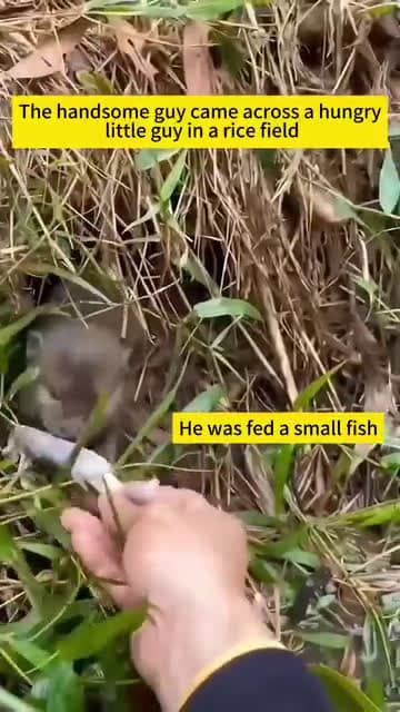 cover for Wise otter #fyp #foryou #animals #animalsoftiktok #pet #otter #ottersoftiktok