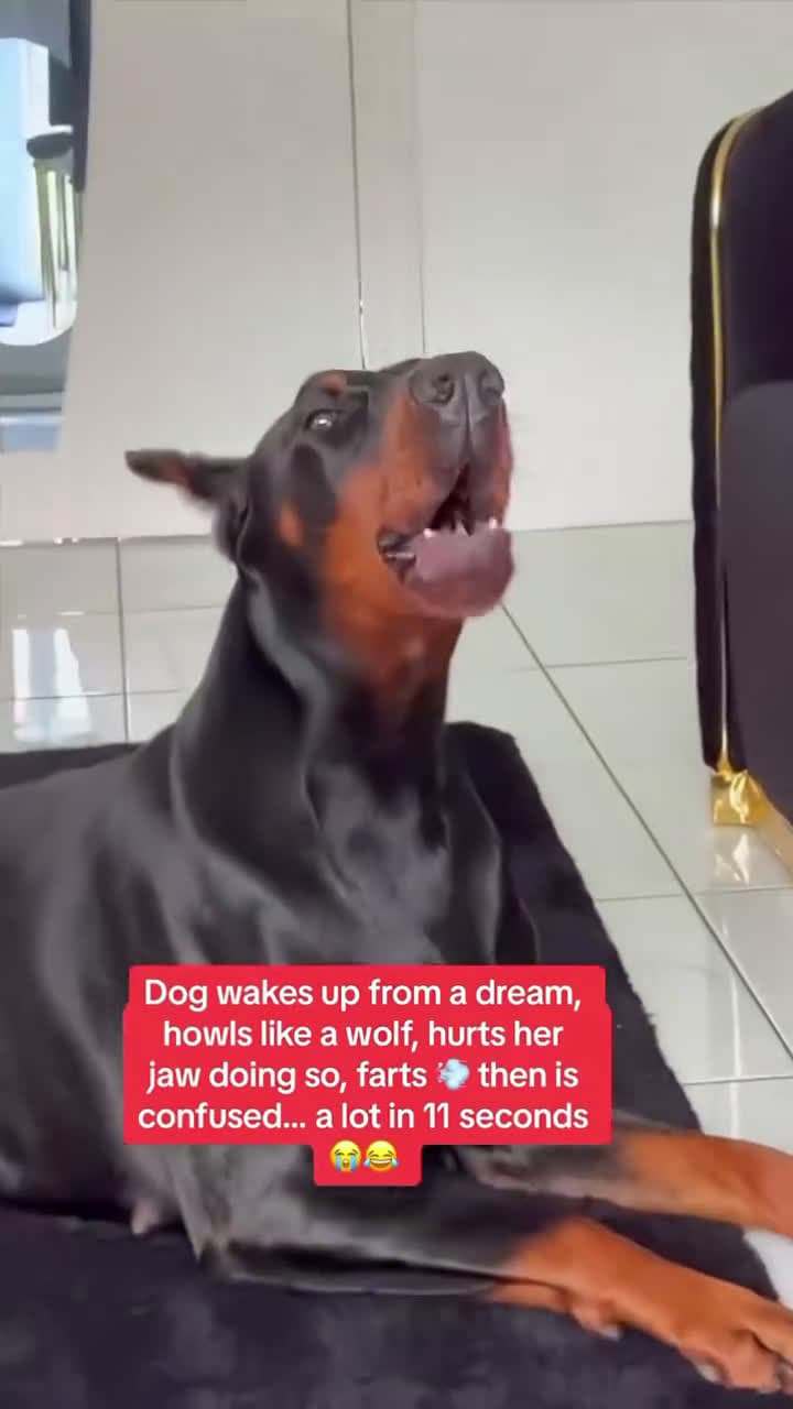 cover for Dog wakes up