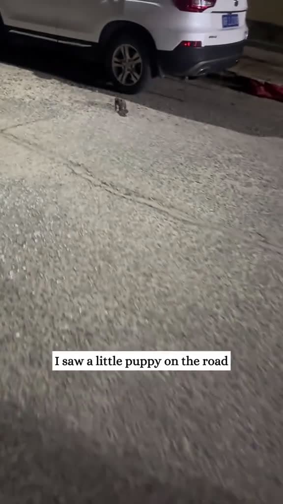 cover for I saw a little puppy on the road and then rescue animal fyp puppy 05258 #america
