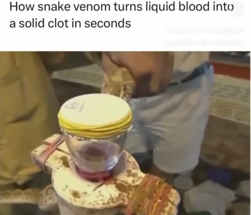 cover for Watch how haematoxic snake venom transforms blood! 🩸🐍 #SnakeVenom #ScienceInAction #BloodMysteries