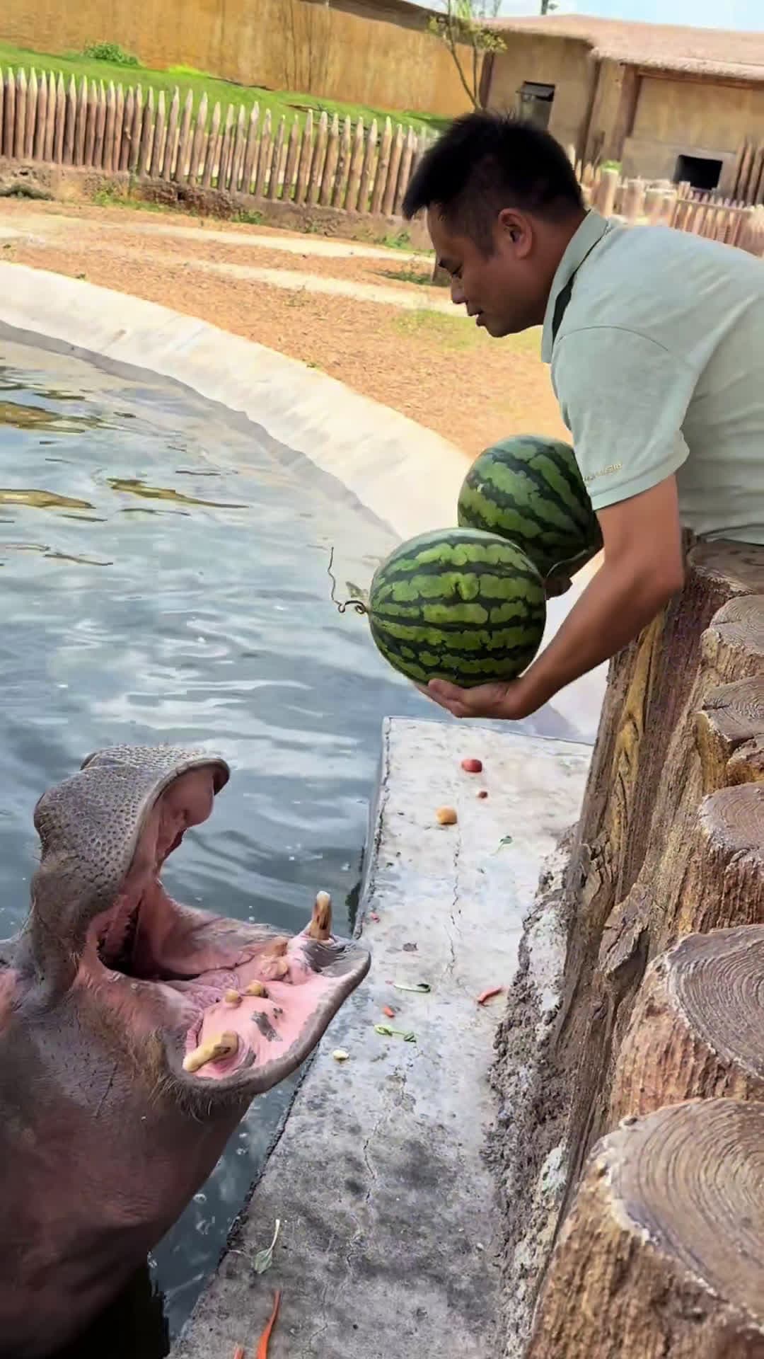 cover for Hippo eats watermelon (iluoyang).  #animals  #hippo