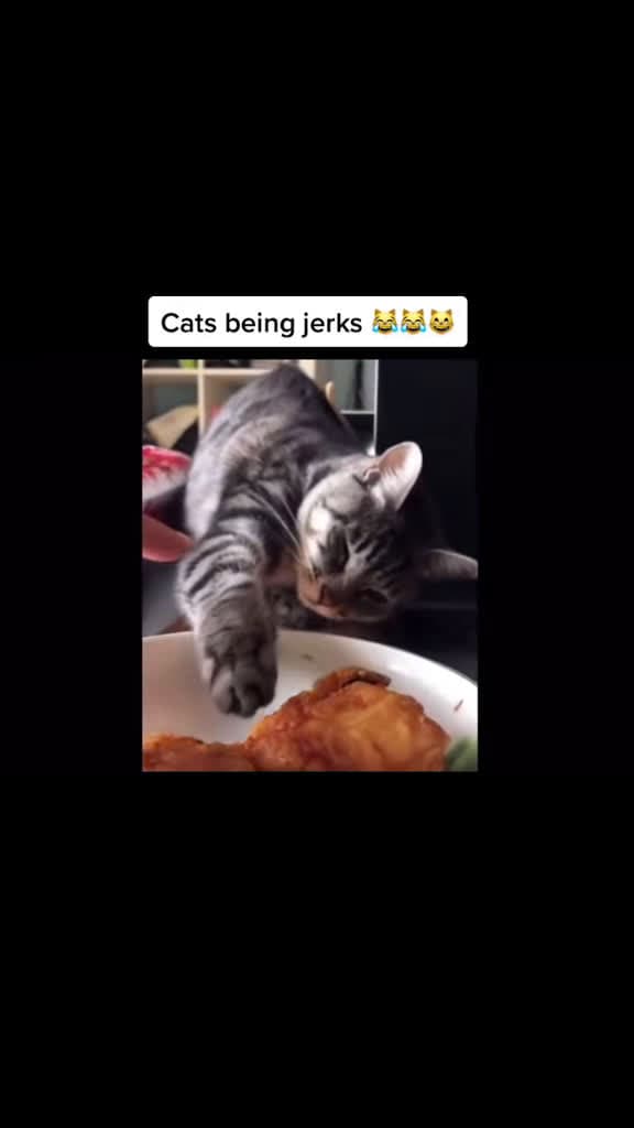 cover for Cats caught being absolute jerks! 😹 #FunnyCats #CatLovers #PetFails
