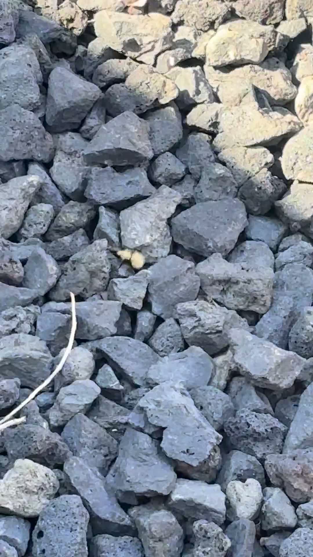 cover for Guess what this tiny creature is! 🐾 #CuteAnimals #MysteryPet #NatureLovers