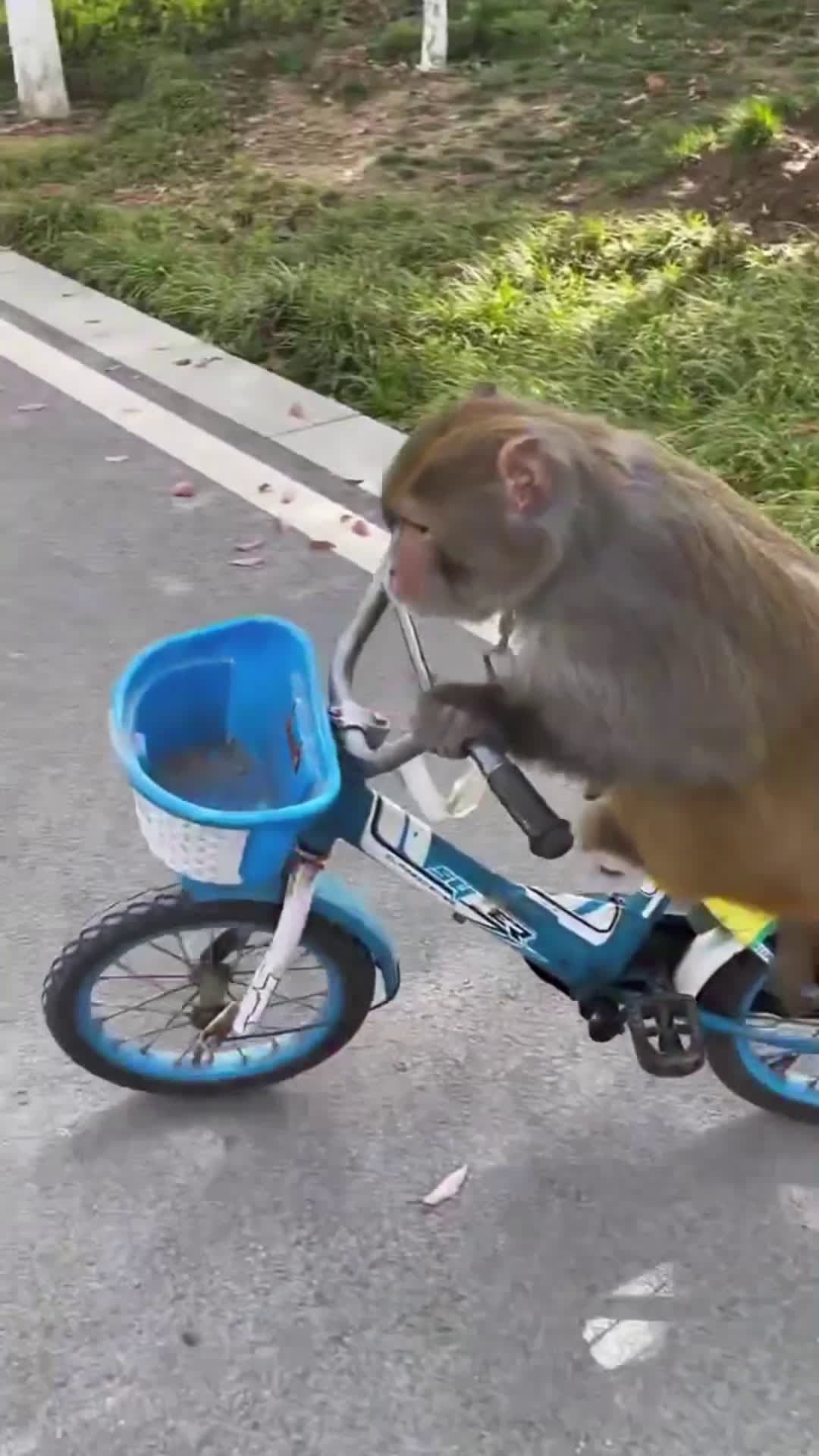 cover for #CaughtOnCamera #viral #fyp #foryoupage #foryou #viralvideo #animals #lol #funny #funnyvideos 😅🚴