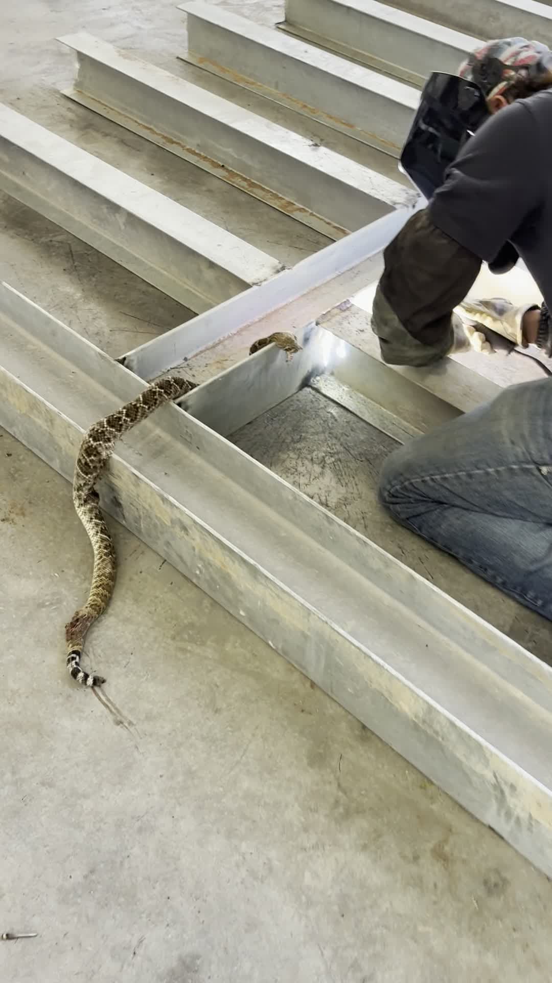 cover for Not the best quality but hey still funny #rattlesnake #funny #scare #weldingtiktok