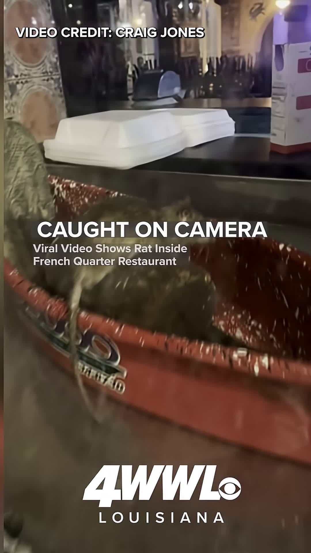 cover for “He was just chillin’ like it was his home 🐀” Video captures a rat inside French Quarter restaurant