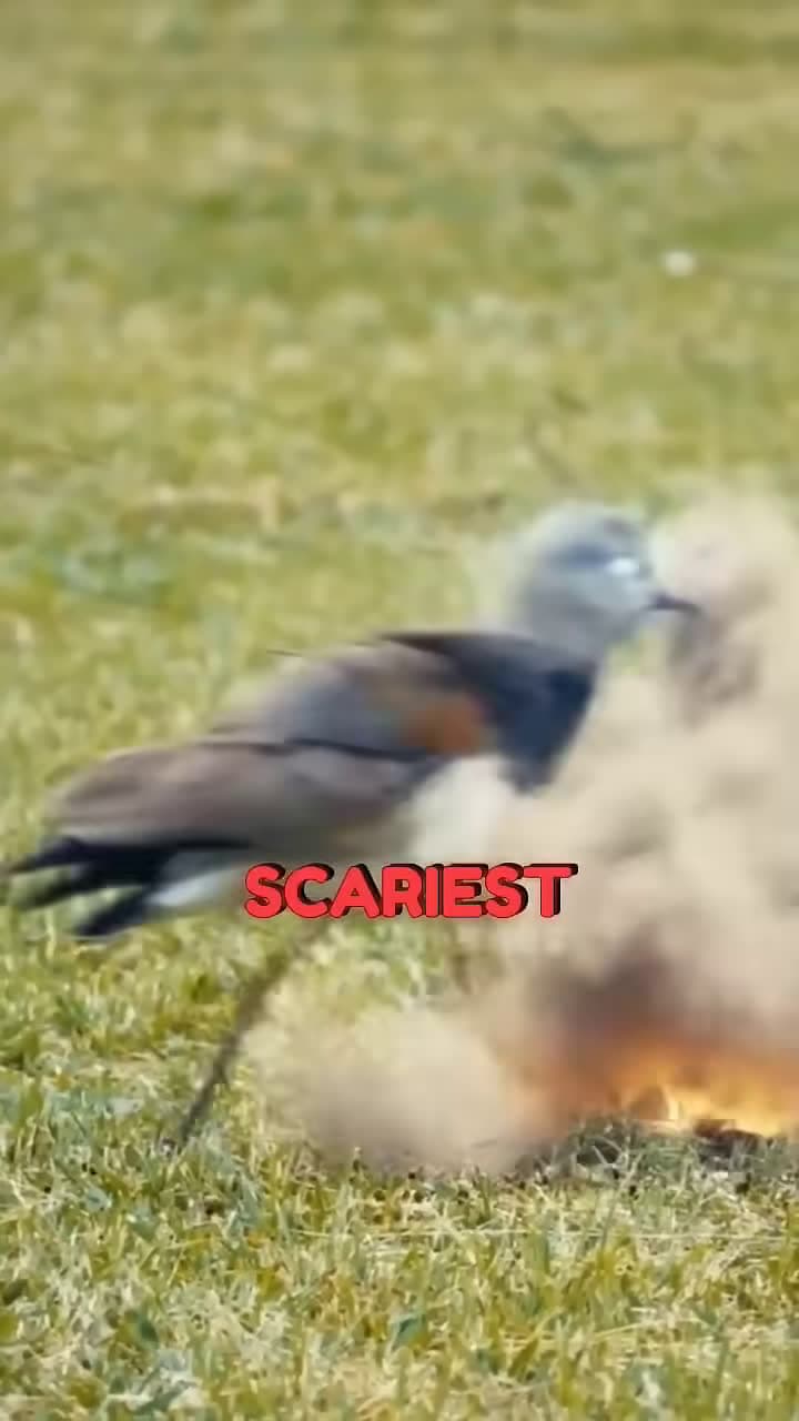 cover for top 5 scariest bird sound in the world shorts