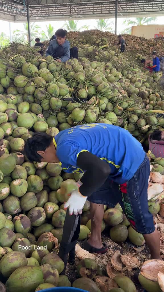 cover for Process of exporting coconuts . Shop name Location Damnoen Saduak Ratchaburi Thailand 099- 59071 #us