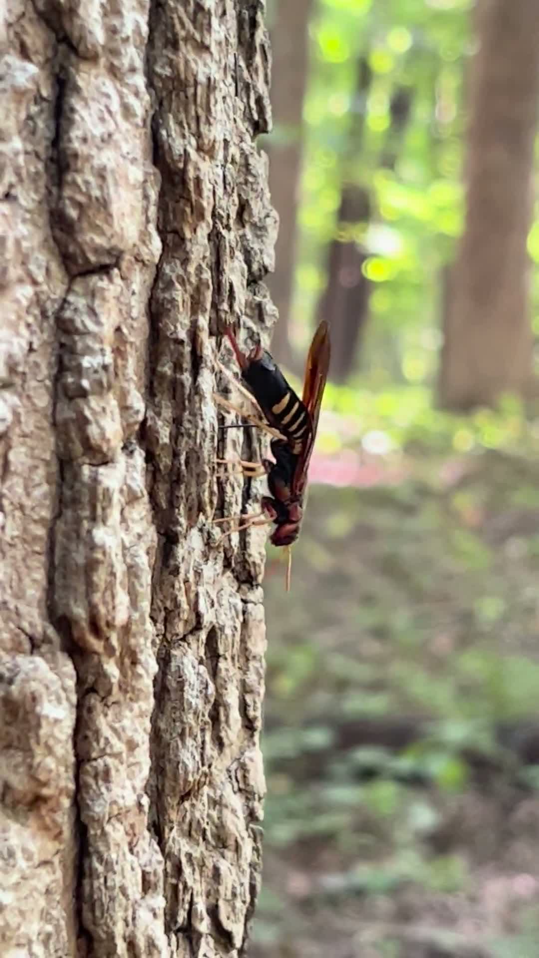cover for Spotted about 5 feet up in Central Indiana! 🌿 #NatureFinds #CentralIndiana #MysteryCreature