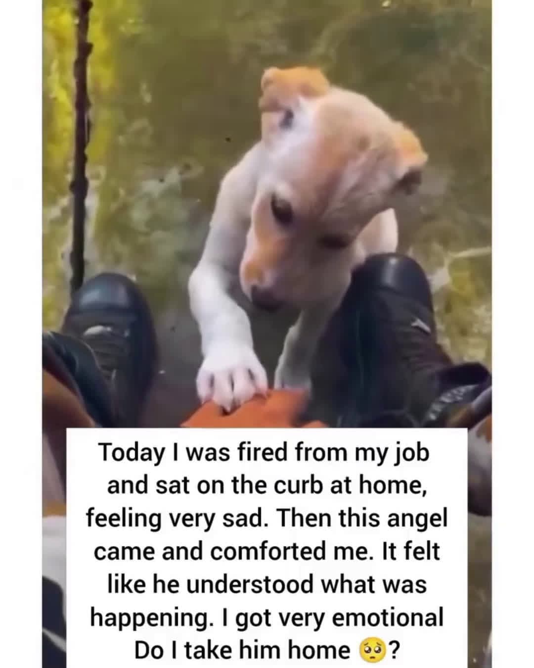 cover for #CaughtOnCamera #foryou #foryoupage #fyp #pet #animals #dog #viral #viralvideo Beautiful soul 🐕🐶❤️❤️