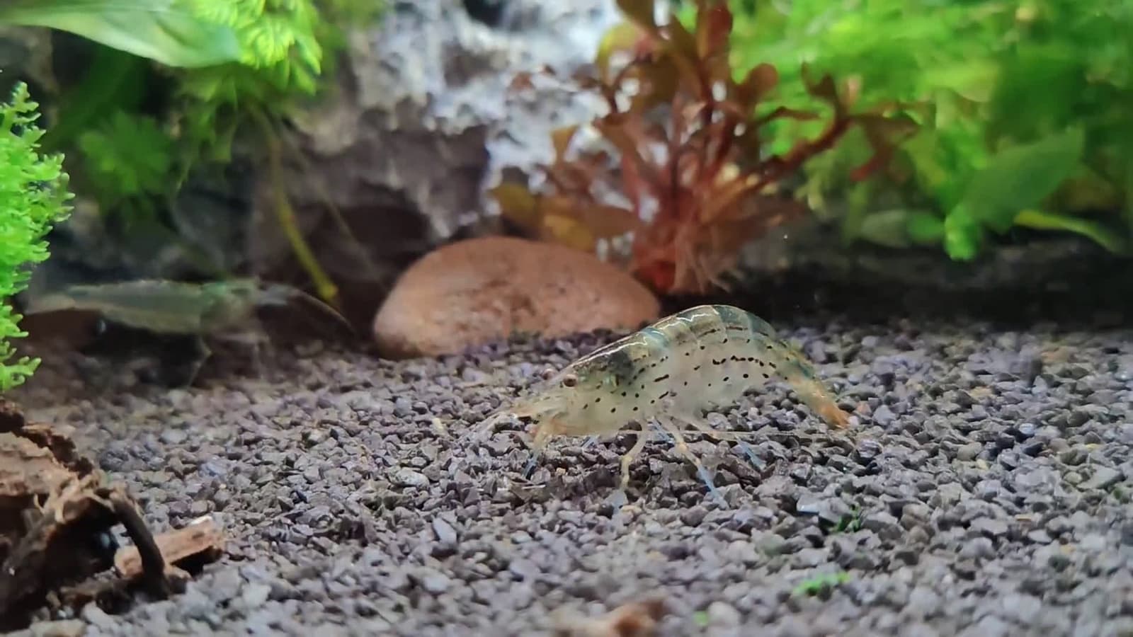 cover for Amano shrimp molts right before your eyes 🦐 #AmanoShrimp #MoltingMoment #AquariumCare #ShrimpLovers