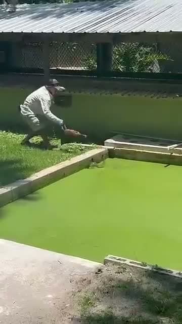 cover for This guy escapes a 15-foot croc backwards in flip-flops! 🐊 #Crocodile #WildEscape #CrazySkills