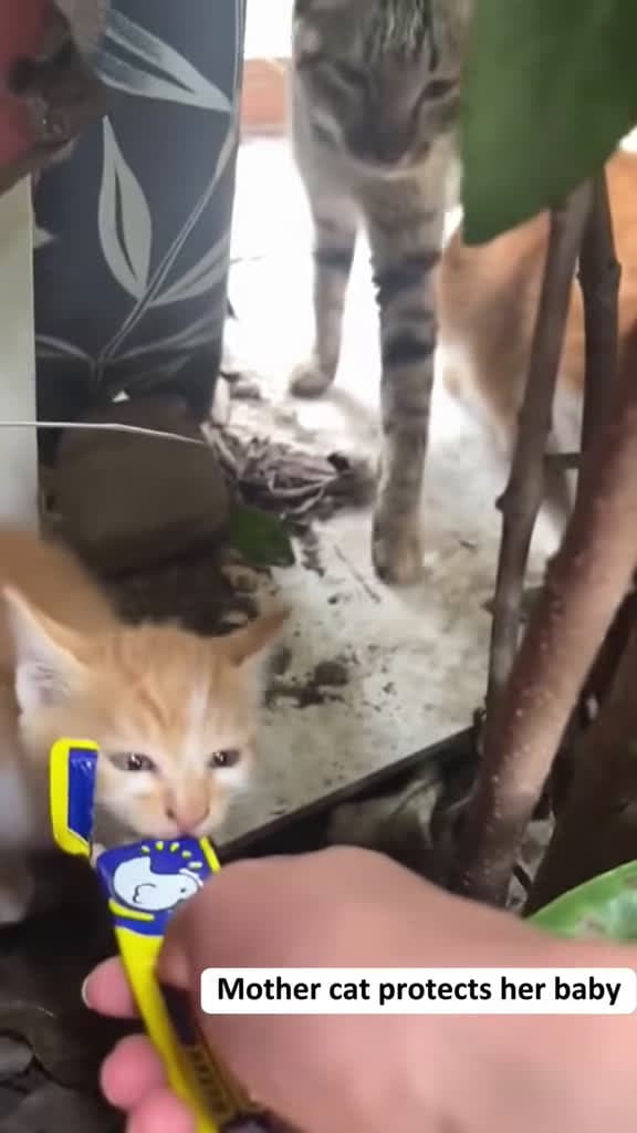 cover for #catmi #catlovers #cat #catvideos #catlover #petsoftheday #FunnyCats