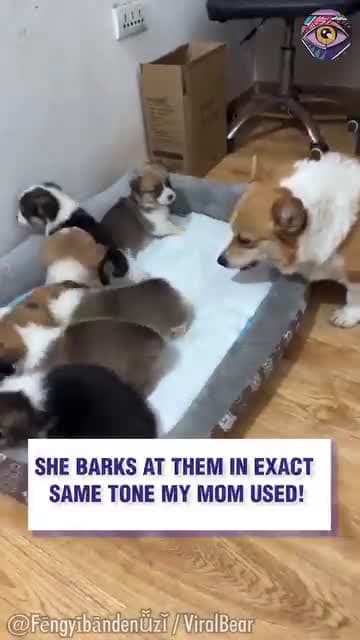 cover for she barks at them the exact same tone my mum used to 🤣#viral #fyp #trending #foryou #following #tiktok 