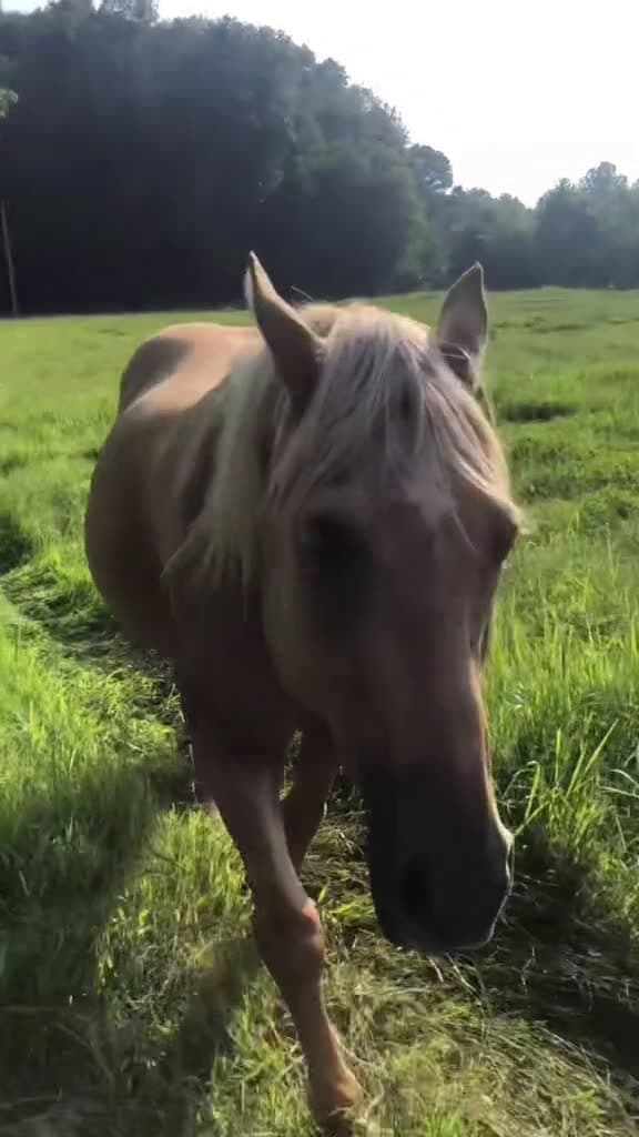 cover for Welcome! #fyp #MillionActsofLove #foryoupage #Love #ChewyChattyPets #blowthisup #animalsoftiktok #rescue #horsesoftiktok #welcome #spreadlove #Love