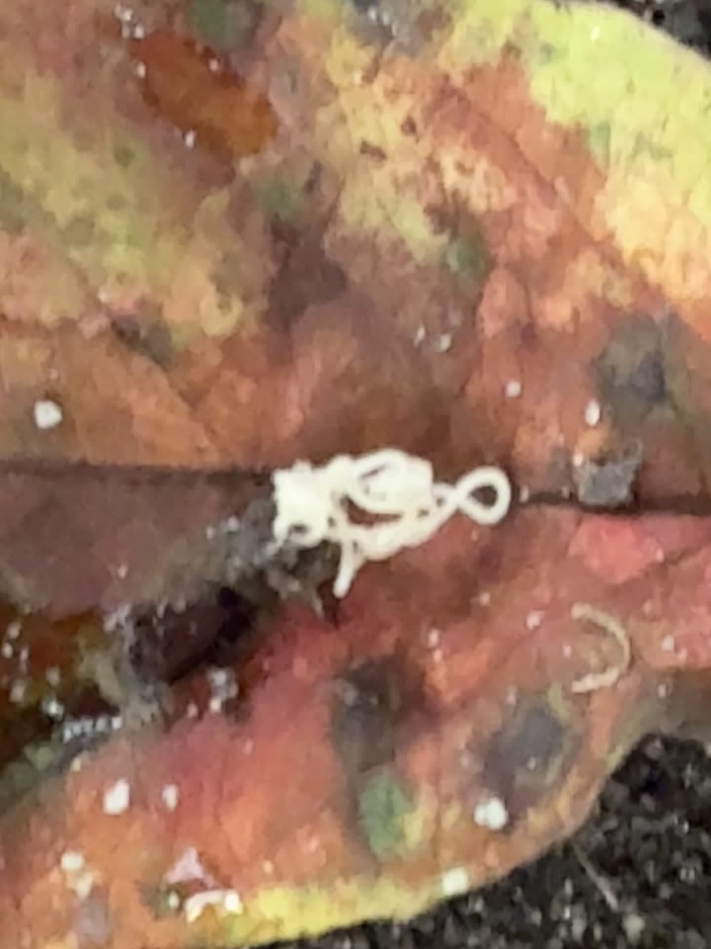 cover for Is this a living parasite 🤯🦠