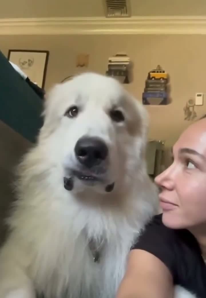 cover for Watch this adorable pup’s priceless reaction to a kiss! 🐶❤️ #DogLove #CutePets #FurryFriend
