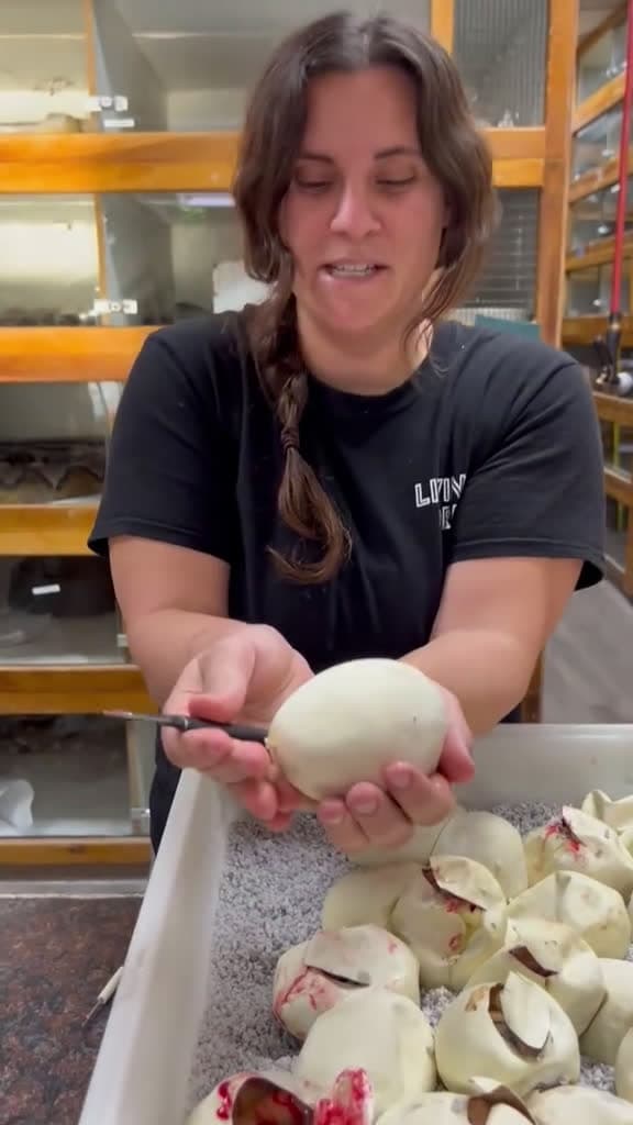 cover for Hatching babies🐣..... 
