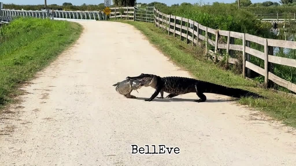 cover for Gator on a mission: watch this big guy strut across Lake Apopka Wildlife Drive with a massive carp proudly in his jaws 🐊🐟 #LakeApopkaWildlifeDrive #GatorStrut #CarpCatch #WildlifeMoments