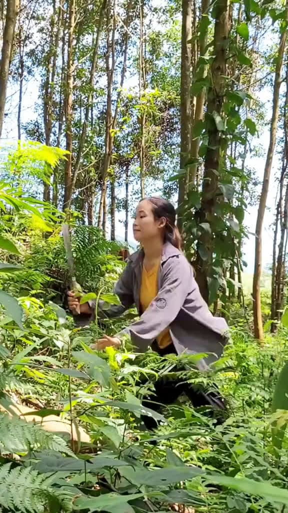 cover for EP.10  Pregnant mothers clean the garden chop firewood and make a place to store firewood 73663 #shortvideosscoopz