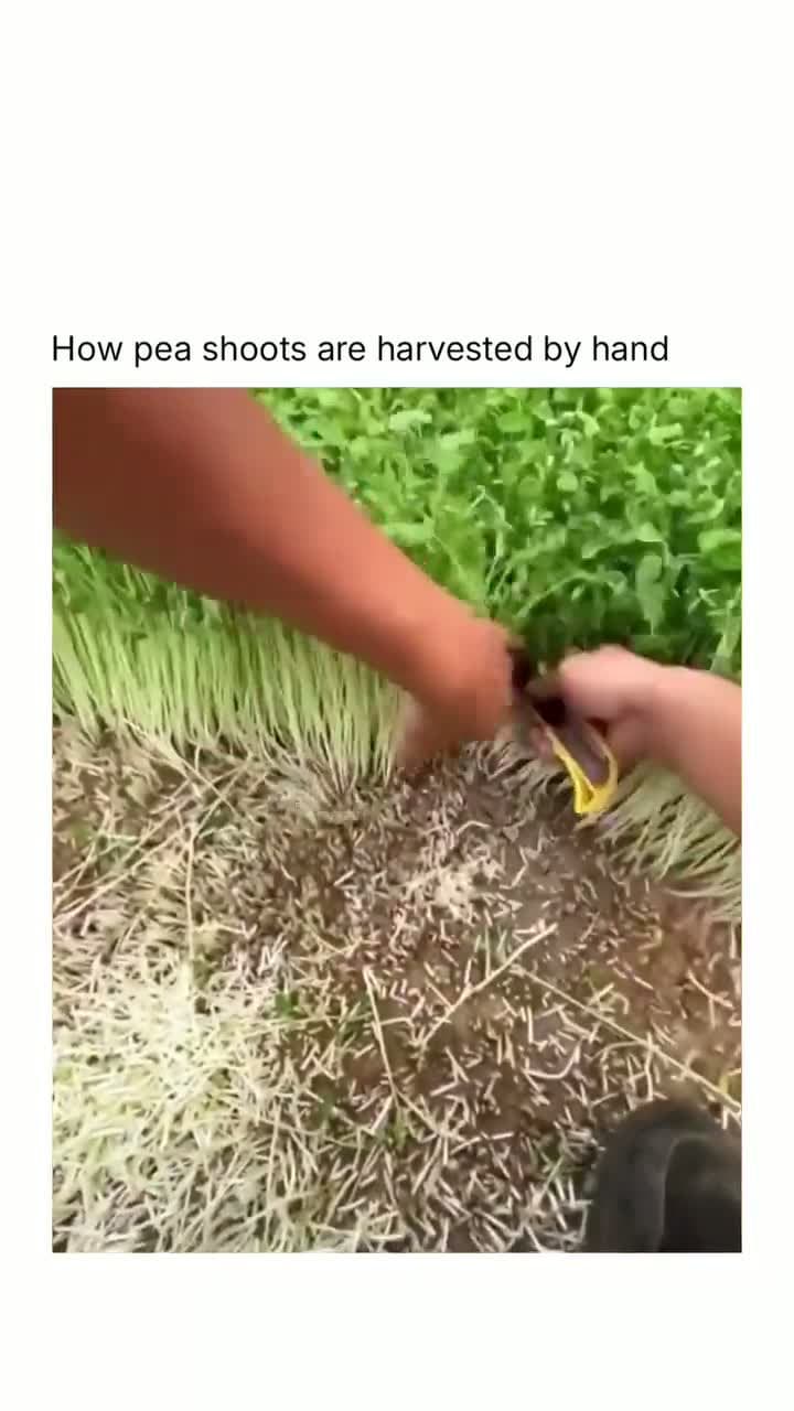 cover for You won’t believe this! 🤯 #Wow #Unbelievable #MustSee