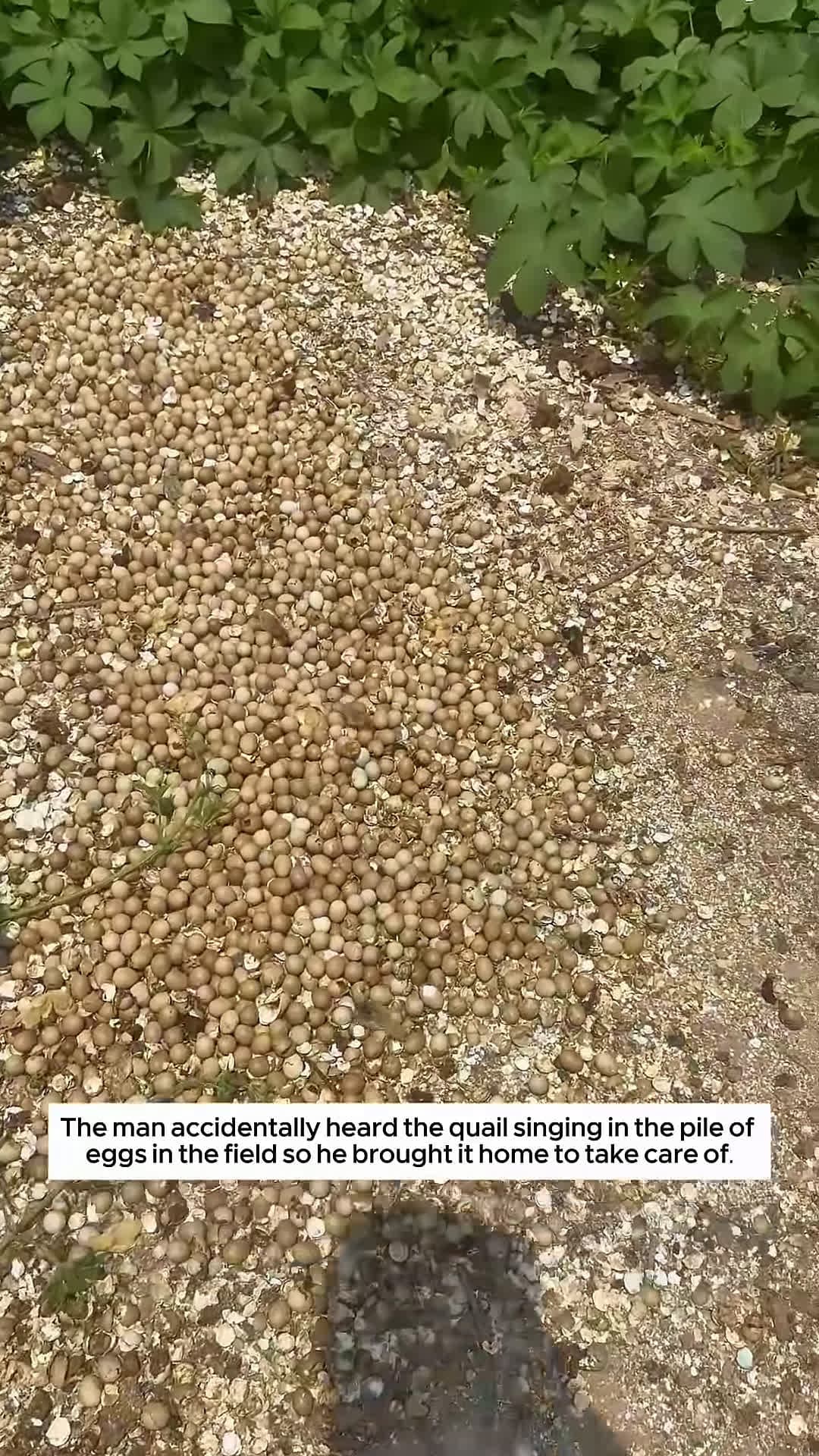 cover for The man found abandoned baby quails among the eggshells and then