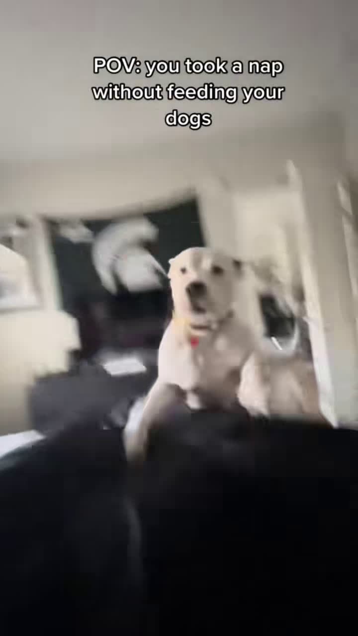 cover for When you haven’t fed the dog in the morning yet #dog #dogsoftiktok #funny #funnyvideos #dogs #funnydogs #foryou #doglover #dogrescue #funnydog #cutenessoverload