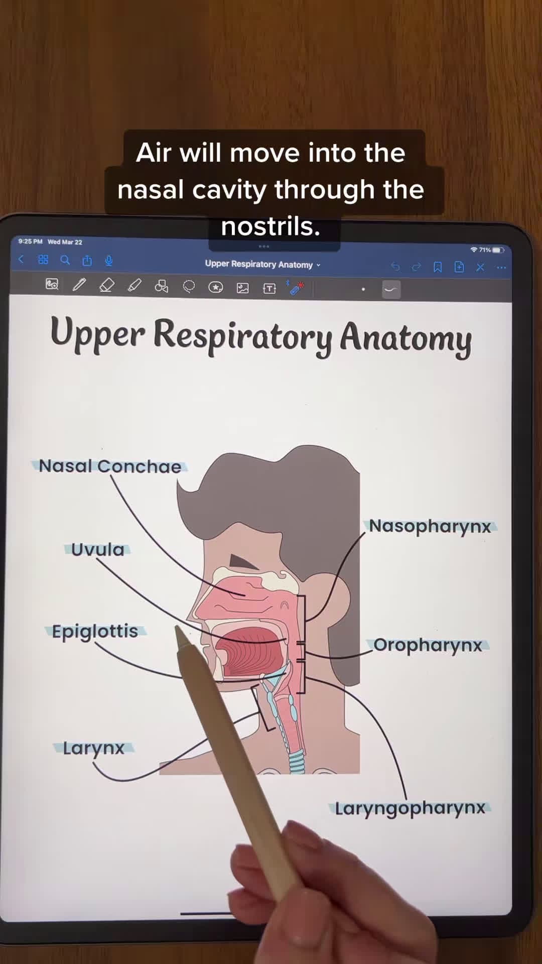 cover for Respiratory Anatomy: Upper Respiratory System #antomy #physiology #anatomyandphysiology #anatomystudent #anatomyprofessors #anatomylesson #futurenurses #biologymajor #biologystudent #premed #premedstudent #futurepa #fyp #respiratory