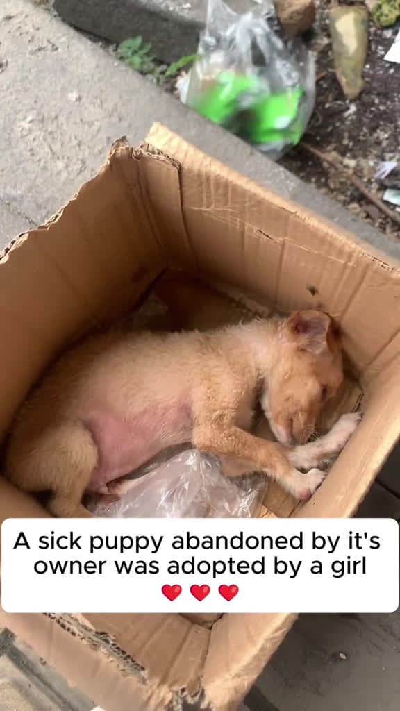 cover for Rescue abandoned sick puppy#dog #rescuedog #animals #dogsoftiktok #puppy #doglover