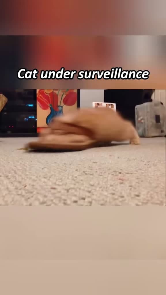 cover for These cats act like tiny detectives—sure the world is watching them 👀 #Cats #FunnyPets #Cute #PetHumor
