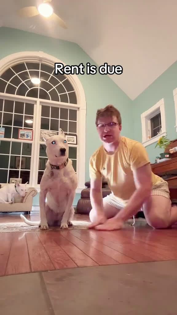 cover for Sorry rent is due need money  . #dogs #sussy #wtf #brainrot #cringe  created by MisterMainer with 🐎🐴’s original sound