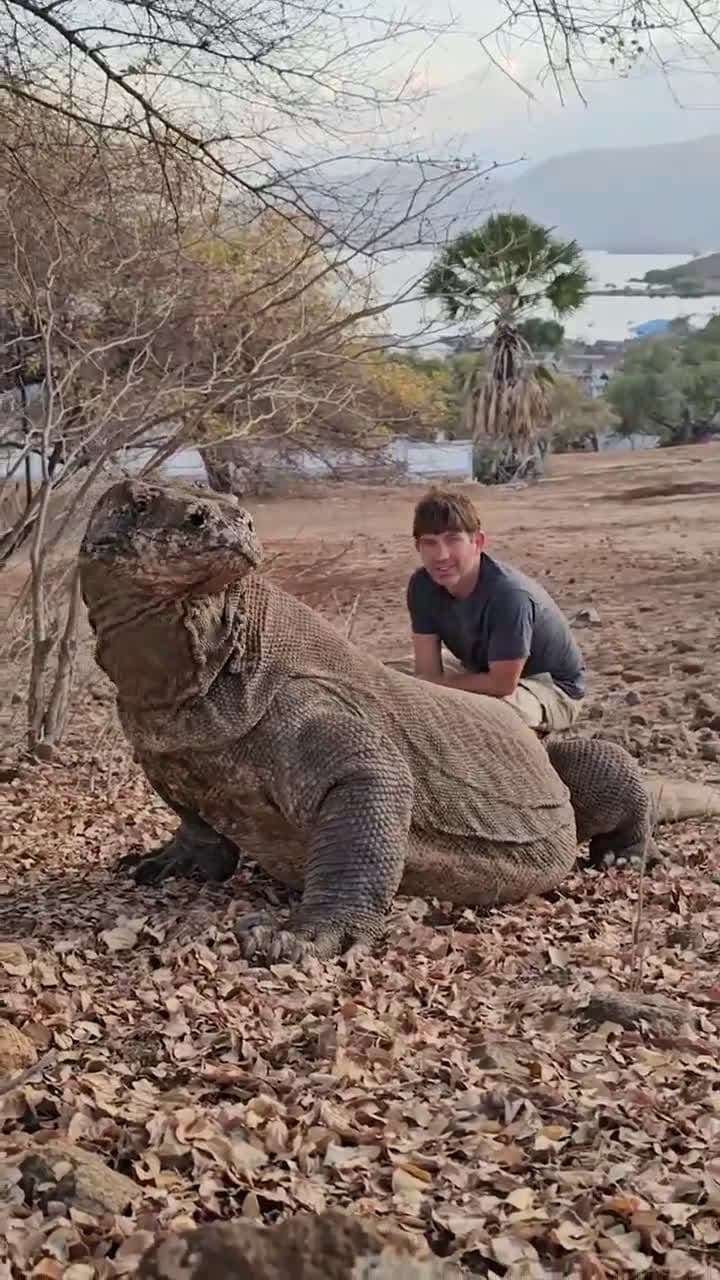 cover for Meet the giant Komodo dragon – the largest living lizard on Earth! 🐉 #KomodoDragon #Wildlife #Indonesia #LargestLizard
