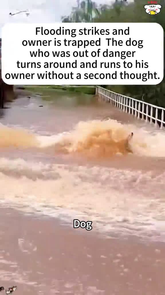 cover for Texas heroes save lives in the floods! See incredible pet rescues 🐾 #TexasFlood #Rescue #DogLove