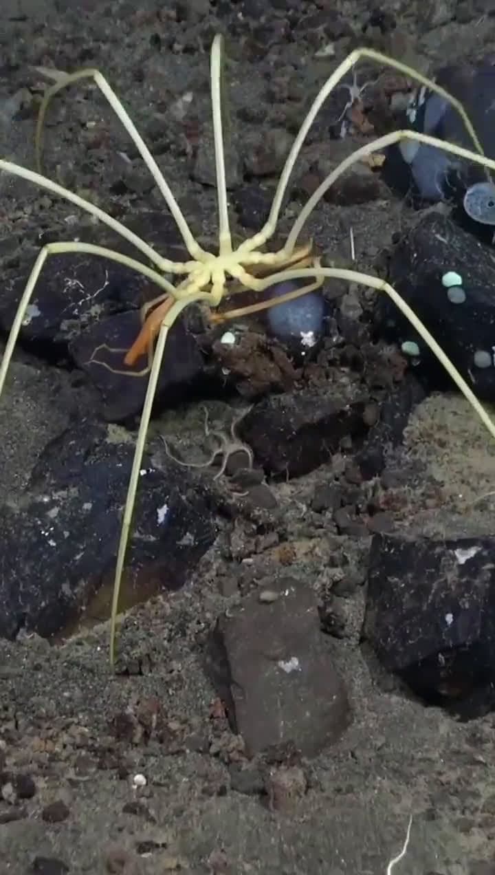 cover for 🔥Meet the pycnogonid: a spider cousin that breathes through its shell, no lungs needed! #NatureWonders #SeaCreatures #AmazingAnimals