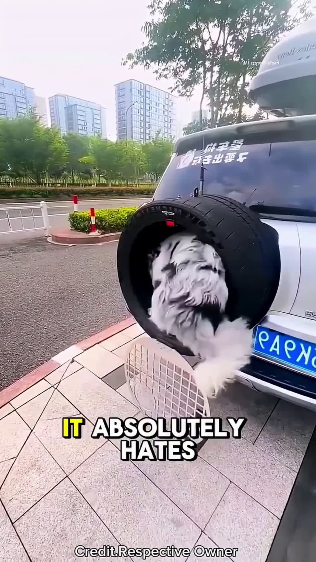 cover for Custom Seat Just for the Pup!😱❤️ #shortsvideo #follow#foryou 