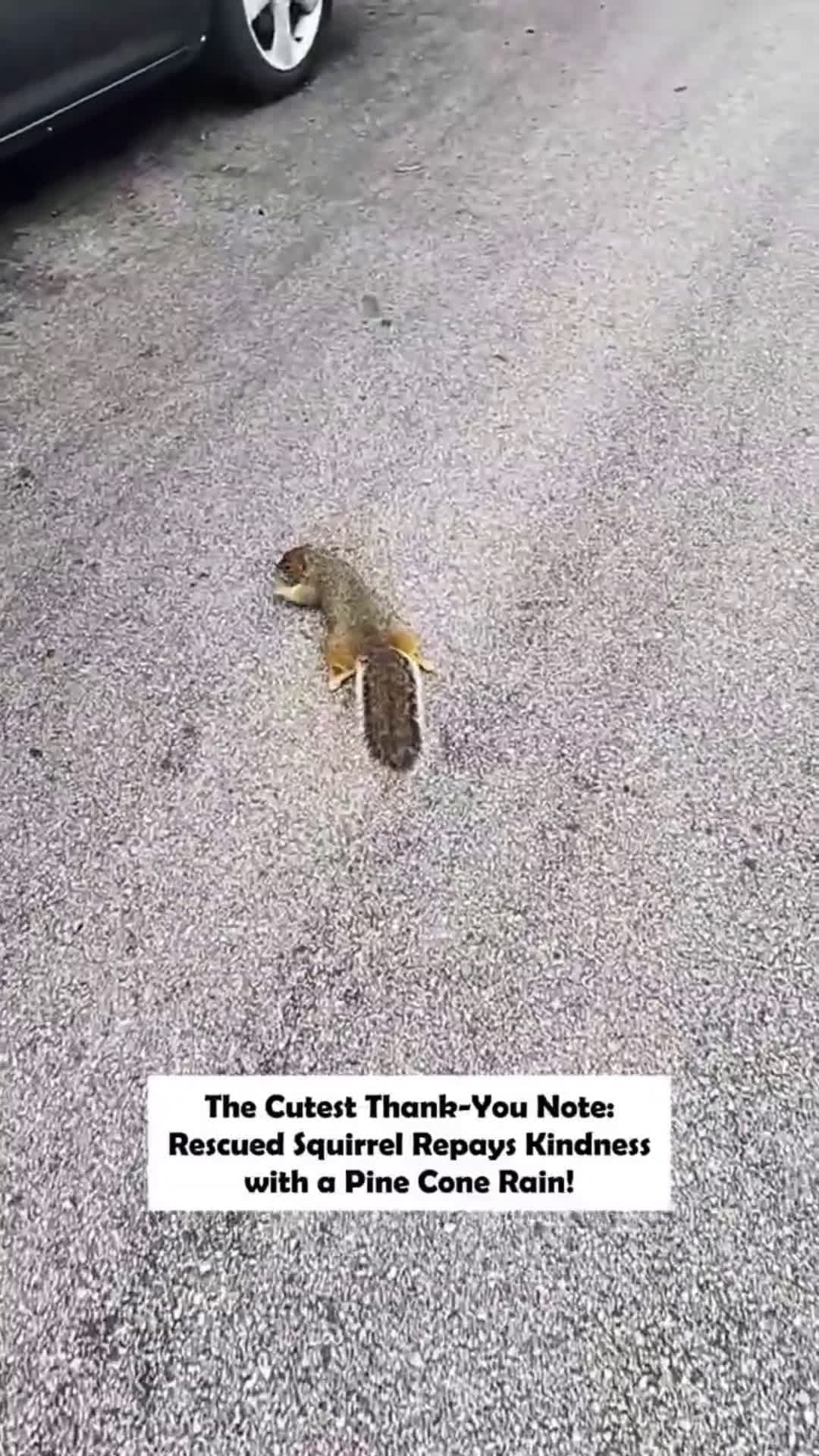 cover for Cutest Thank you Note