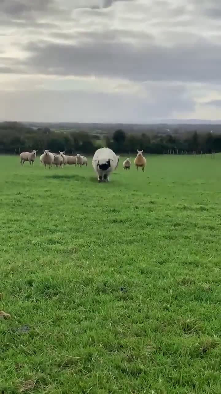 cover for Watch these fluffy sheep enjoying a sunny day in the fields! 🐑🌞 #CuteAnimals #SheepLife #NatureVibes