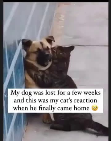 cover for Dog returns home after weeks away—the cat's reaction is priceless 😮🐾 #DogReunion #CatReaction #PetLove