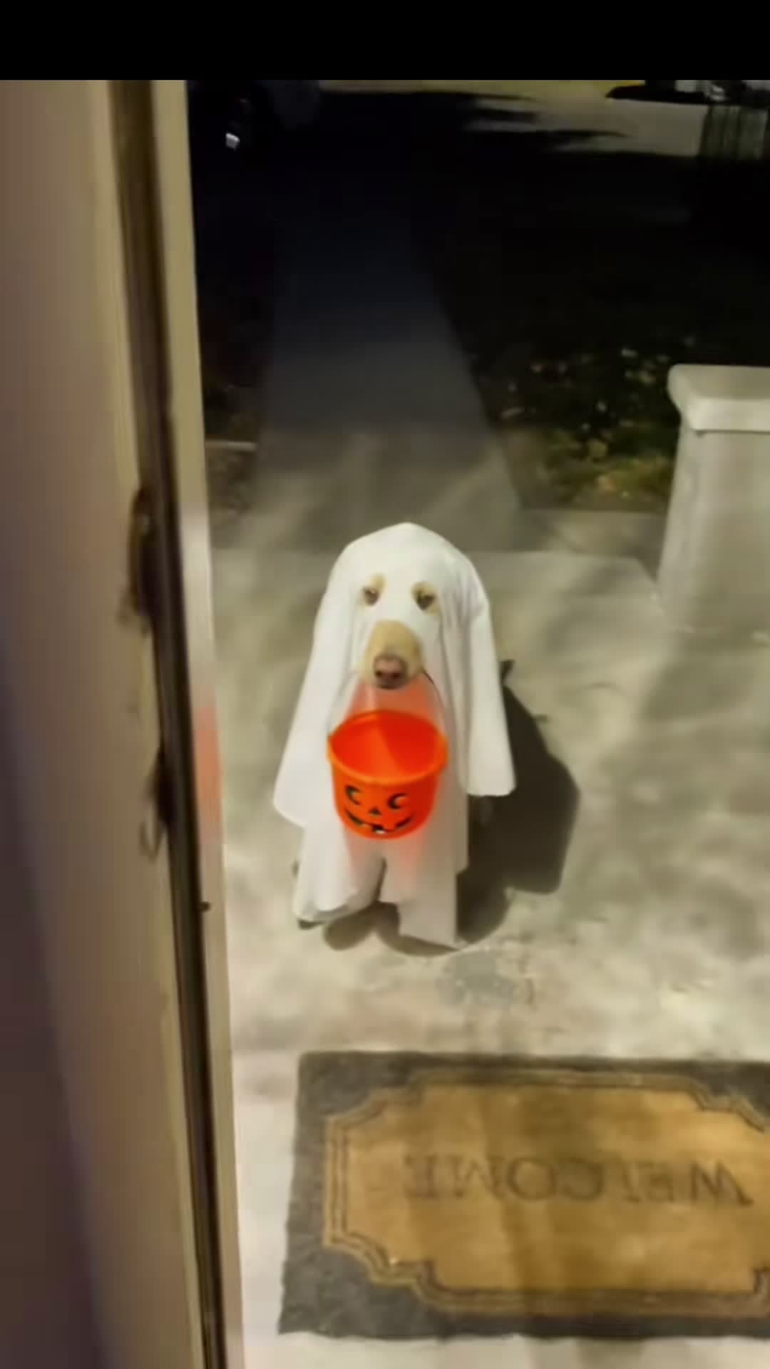 cover for #CaughtOnCameraFunny dog video! #dog #dogsoftiktok #funnydog #funnyanimals #funny