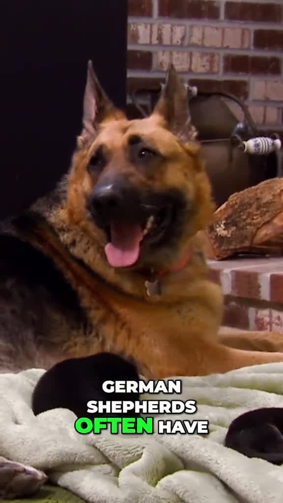 cover for German Shepherd Puppies： Triple the Love and Tiny Ears #foryou #anima...