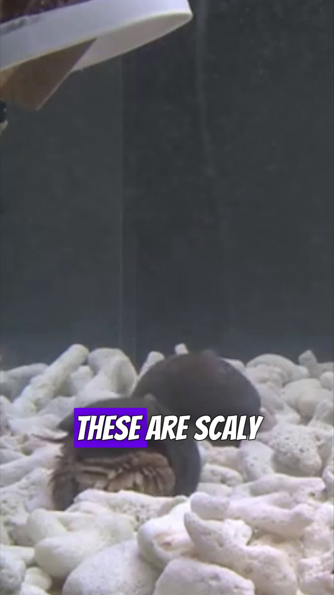 cover for Volcanic snails are real 👀