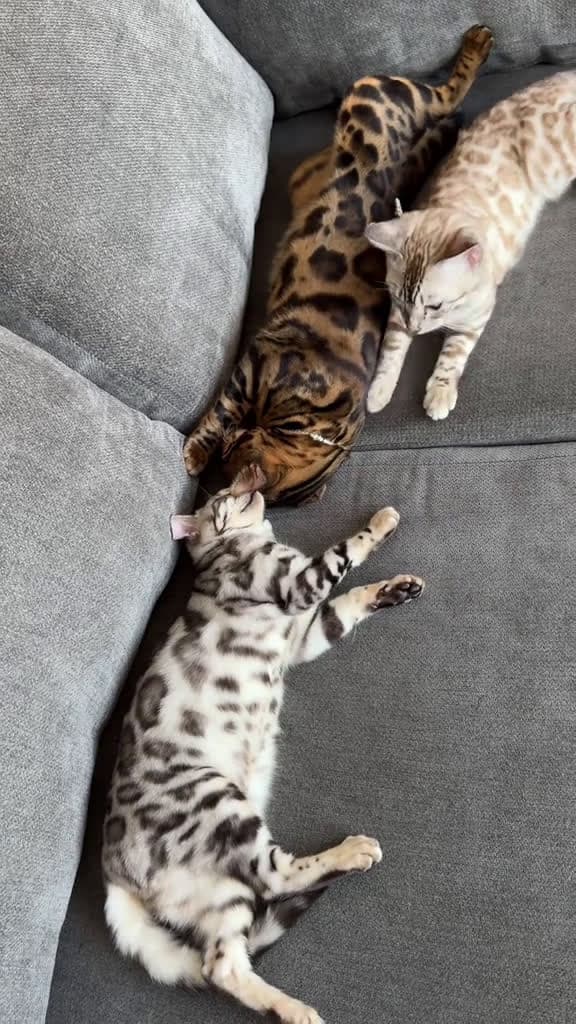 cover for Silver snow brown best mix bengalcat bengalkitten leopardcat snowbengal fyppp 89855 #shortvideos