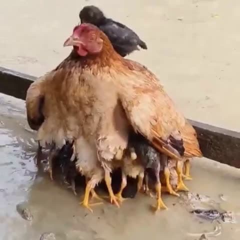 cover for Mother hen shields her chicks from the rain 🐥☔ #CuteAnimals #MotherlyLove #RainyDay