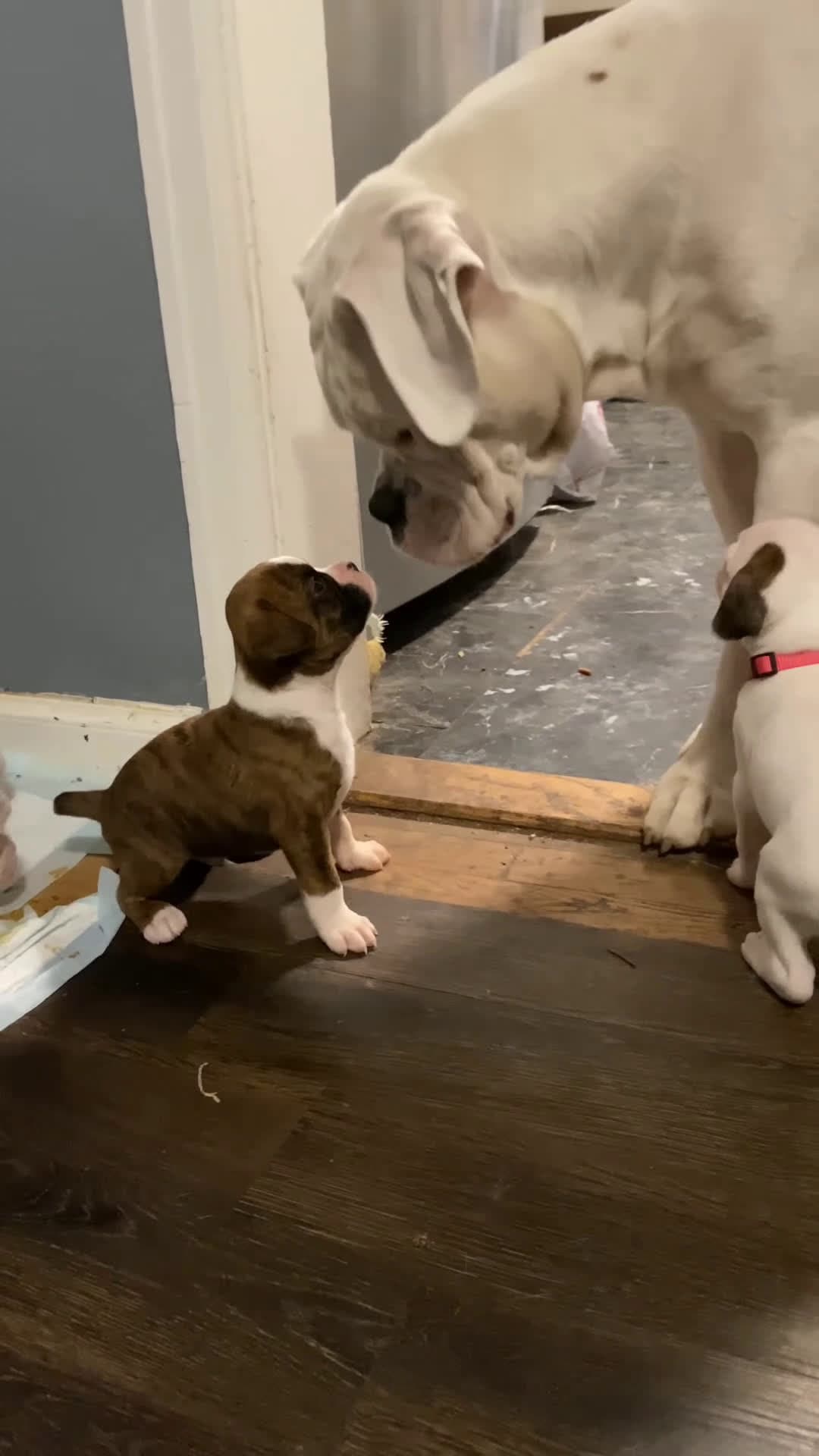 cover for Just a dad and his crew 🐾❤️ Teaching the little ones how to play the right way. #DogDadLife #PuppyLove #FamilyTime #ProudDogDad #PuppyPlaytime #DogFamily #FurryFam #PawfectMoments